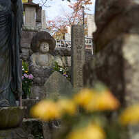 京都の金戒光明寺です。