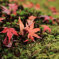 京都東山の紅葉狩り