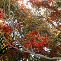 ２０１９年紅葉