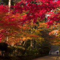 高野山の紅葉2019