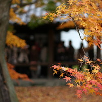東福寺の紅葉