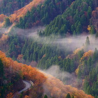 森の写真 画像 写真集 写真共有サイト Photohito