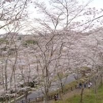 2019年4月7日　大河原一目千本桜1