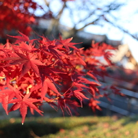 法隆寺の紅葉