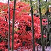 Canon EOS Kiss Digital X デジタル一眼レフ　撮例あり EOS Kiss デジタルXが描く光と影の物語 - 魅惑の中望遠