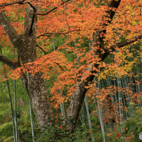 京都・紅葉 -2