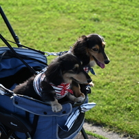 愛犬（カニンヘン）