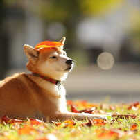 犬の写真 画像 写真集 写真共有サイト Photohito