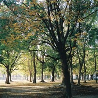 OLYMPUS(オリンパス)のフィルムカメラXA で撮影した写真(画像