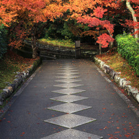 京都・紅葉 -1