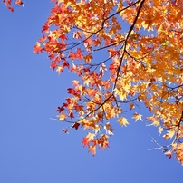 初冬紅葉