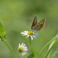 野の花にベニシジミ　１　DSC_5958