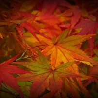 CANON(キヤノン)のデジタルカメラPowerShot SX130 IS で撮影した写真