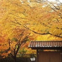 OLYMPUS(オリンパス)のフィルムカメラ35 S で撮影した写真(画像