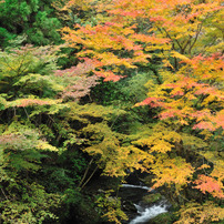 白倉峡の紅葉２０１０