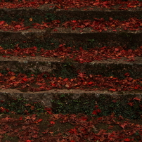 もみじ寺２