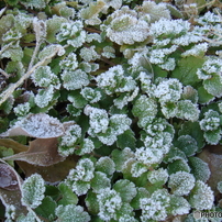 SONY(ソニー)のデジタルカメラサイバーショット DSC-T70 で撮影した