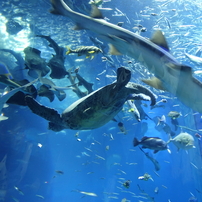 大洗水族館