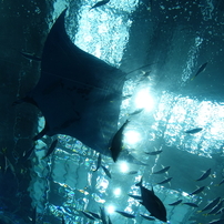 美ら海水族館