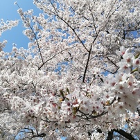 京都と桜