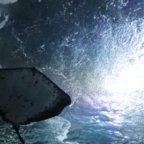 江ノ島水族館へ