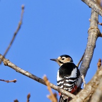 SIGMA(シグマ)のレンズ 100-400mm F5-6.3 DG OS HSM [キヤノン用] で