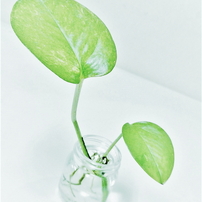 PANASONIC(パナソニック)のデジタルカメラLUMIX DMC-TZ35 で撮影した