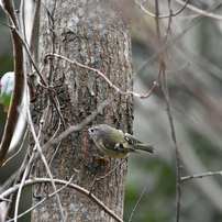 油山の野鳥たち