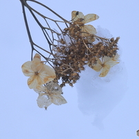 野に咲く花たち