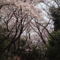 桜4 2019 FUJINON F2.8 3.5cm/EPM1