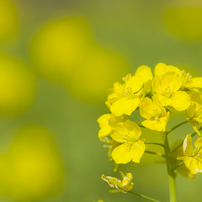 菜の花