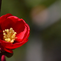 木瓜の花