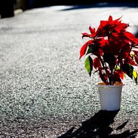 poinsettia