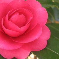花びら