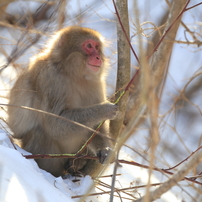 サルの写真 画像 写真集 写真共有サイト Photohito