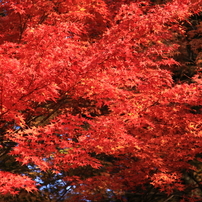 京都三千院＿紅葉8