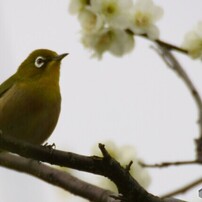 SIGMA(シグマ)のレンズ APO 170-500mm F5-6.3 DG (ｺﾆｶﾐﾉﾙﾀ AF