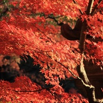 2010 もみじ狩り