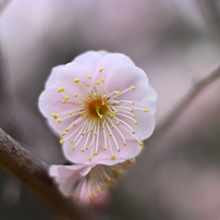 KYOCERA(京セラ)のレンズ Carl Zeiss Planar T* 50mm F1.7 (MM) で撮影