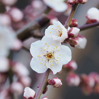 今年の梅の花