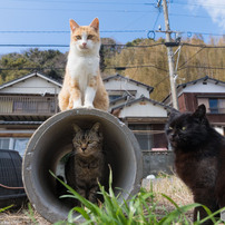 タイムトンネルってどこかニャ