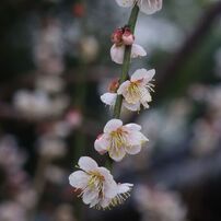 春燐　Ⅱ