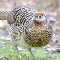 SIGMA(シグマ)のレンズ APO 150-500mm F5-6.3 DG OS HSM (ペンタックス