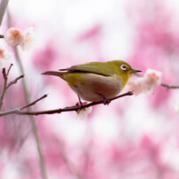 メルヘンチックなメジロ by 坂口夢華 （ID：9368507） - 写真共有