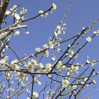 KONICA MINOLTA(コニカミノルタ)のデジタルカメラDiMAGE X50 で撮影