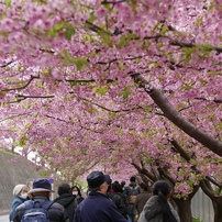 河津桜