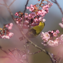 TOKINA(トキナー)のレンズ AT-X 840 D (ｷﾔﾉﾝ用) で撮影した写真(画像