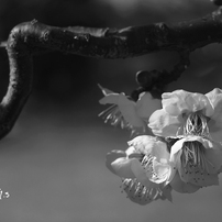 写真エッセイ：梅花 2020 #11：力と愛：B&W