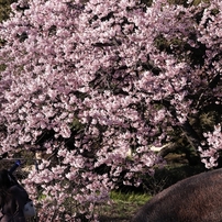 爛漫