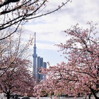 汐入、河津桜
